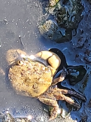 Hemigrapsus oregonensis