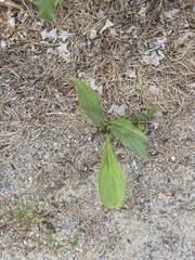 Solidago sempervirens