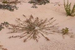 Eragrostis dielsii