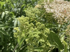 Sambucus javanica