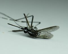 Aedes albopictus