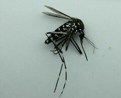 Aedes albopictus
