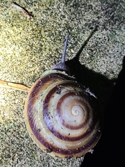 Caracolus marginella