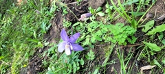 Aquilegia coerulea