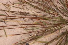 Eragrostis dielsii