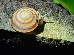 Caracolus marginella