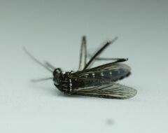 Aedes albopictus