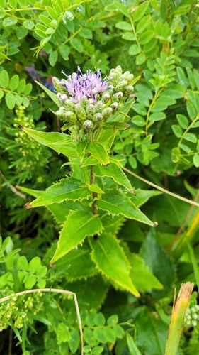 Saussurea riederi, photograph 2