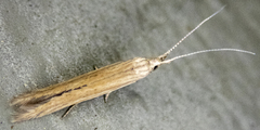 Coleophora