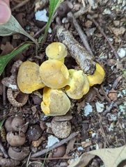 Retiboletus ornatipes