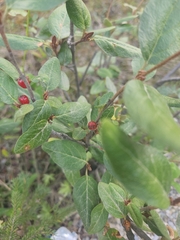 Shepherdia canadensis