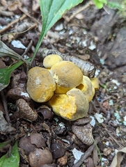Retiboletus ornatipes