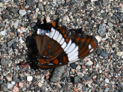 Limenitis arthemis arthemis