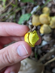 Retiboletus ornatipes