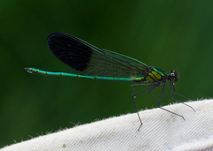 Calopteryx aequabilis