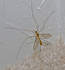 Nephrotoma ferruginea