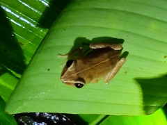 Eleutherodactylus antillensis