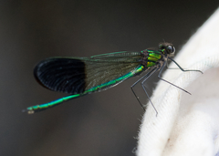 Calopteryx aequabilis