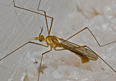 Nephrotoma ferruginea