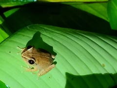 Eleutherodactylus antillensis