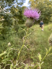 Cirsium discolor