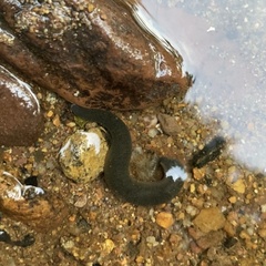 Haemopis