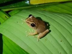 Eleutherodactylus antillensis