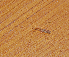 Nephrotoma ferruginea