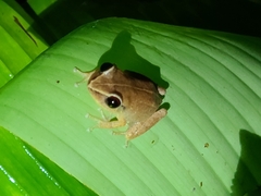 Eleutherodactylus antillensis