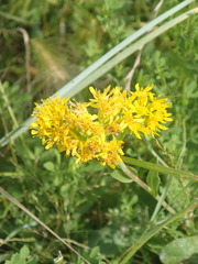 Solidago rigida