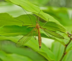 Nephrotoma ferruginea
