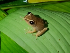 Eleutherodactylus antillensis