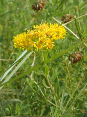 Solidago rigida