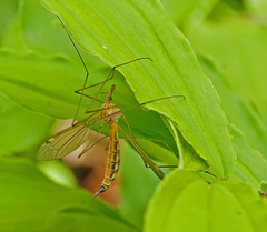 Nephrotoma ferruginea