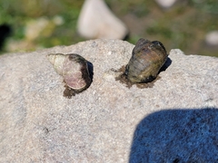 Austrolittorina cincta