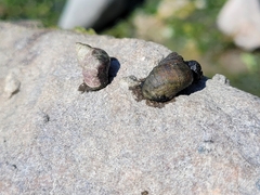 Austrolittorina cincta