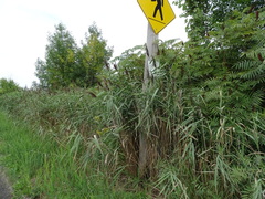 Phragmites australis australis