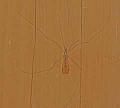 Nephrotoma ferruginea