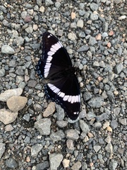 Limenitis arthemis arthemis