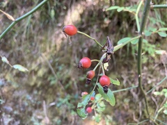 Rosa pricei