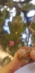 Cynips douglasii