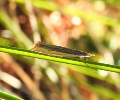 Raphiptera argillaceellus