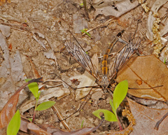 Nephrotoma ferruginea