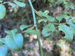 Rosa pricei