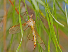 Nephrotoma ferruginea