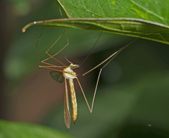 Nephrotoma ferruginea