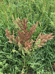 Rumex pseudonatronatus
