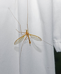 Nephrotoma ferruginea