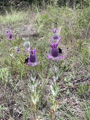 Eryngium leavenworthii