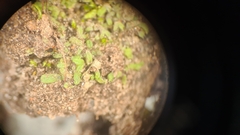 Halotydeus destructor